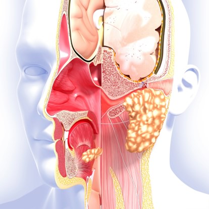 Anatomia naso per QN